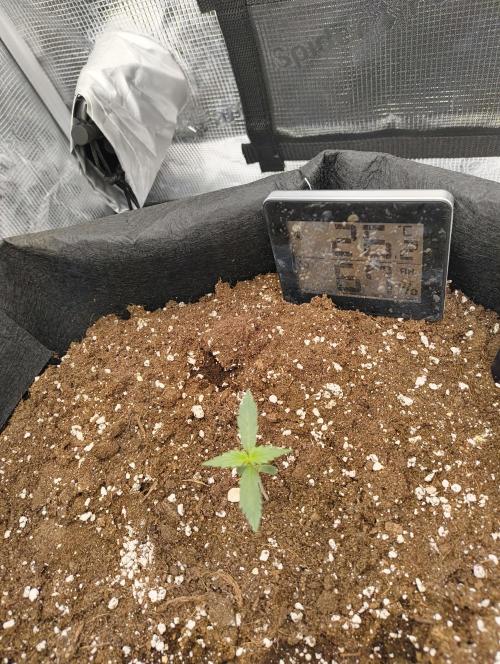 Gorilla Cookies Auto. Week 2