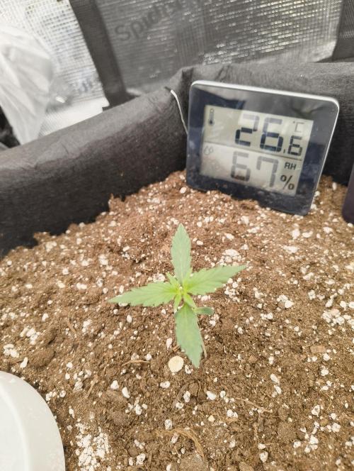 Gorilla Cookies Auto. Week 3