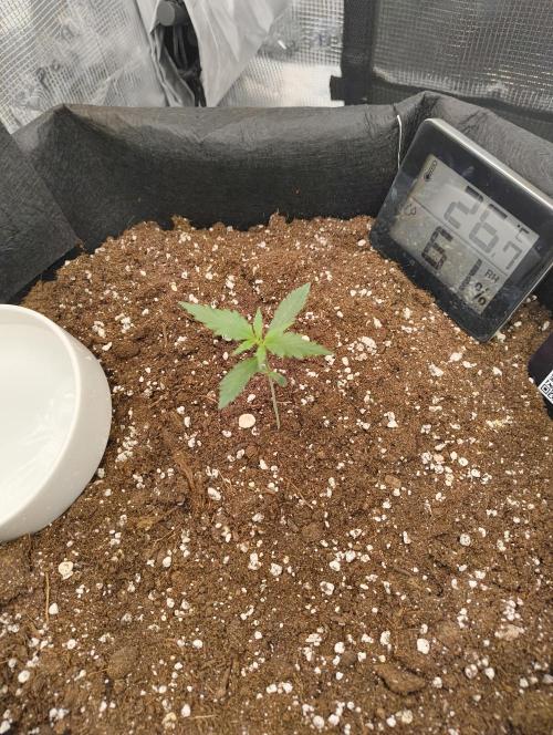 My first grow - Gorilla Cookies Auto.. Week 3 - 14/6