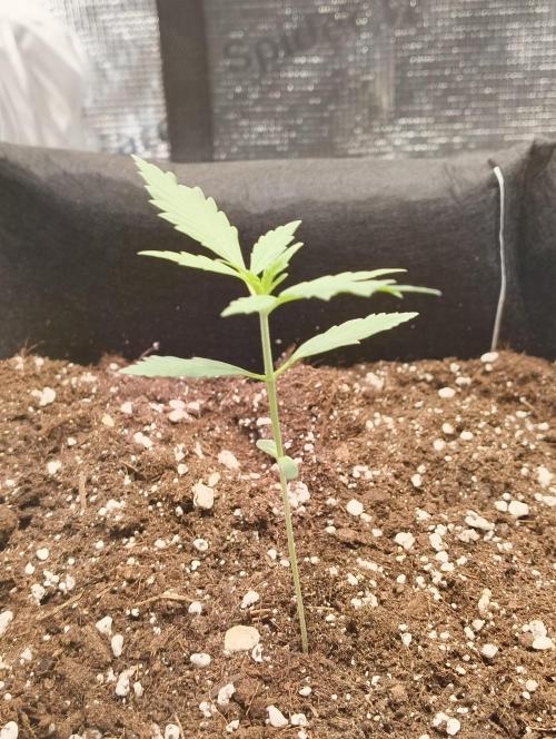 My first grow - Gorilla Cookies Auto.. Week 3 - 17/6