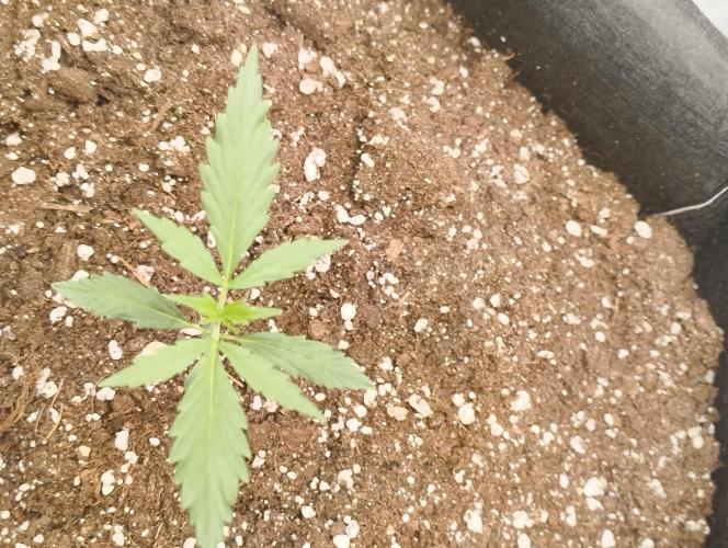 Gorilla Cookies Auto. Week 3