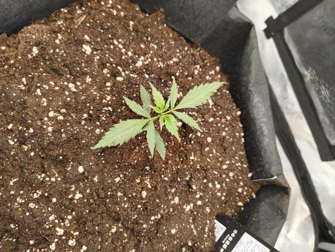 My first grow - Gorilla Cookies Auto.. Week 3 - 19/6