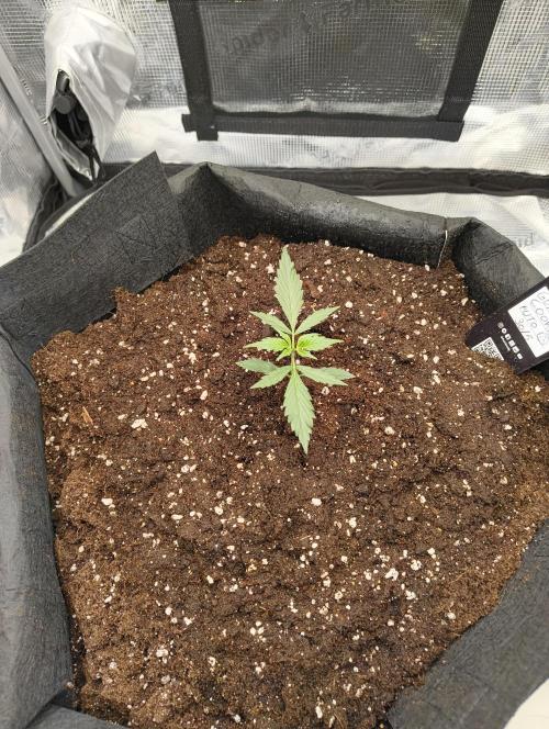 My first grow - Gorilla Cookies Auto.. Week 3 - 19/6