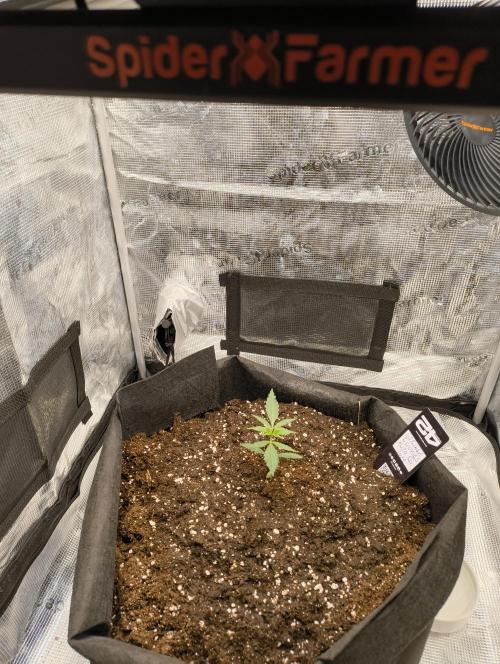 Gorilla Cookies Auto. Week 3