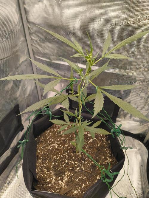 Gorilla Cookies Auto. Week 6