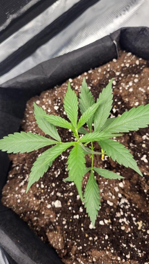 My first grow - Gorilla Cookies Auto.. Week 4 - 26/6
