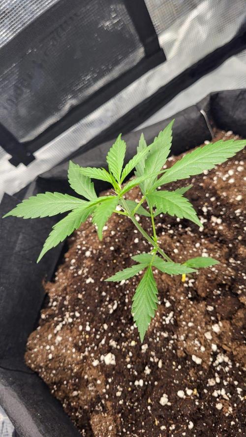 My first grow - Gorilla Cookies Auto.. Week 4 - 26/6