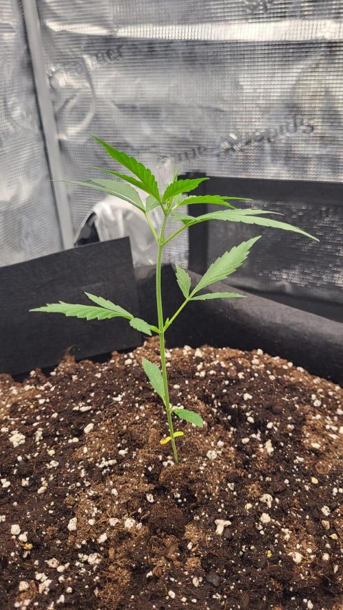 My first grow - Gorilla Cookies Auto.. Week 4 - 26/6