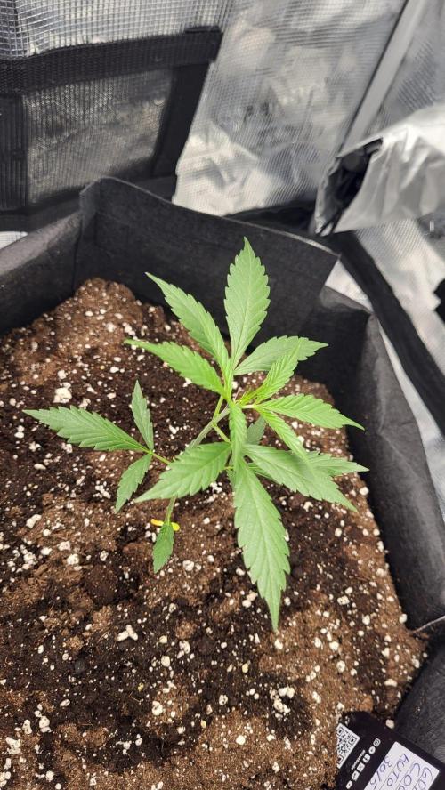 My first grow - Gorilla Cookies Auto.. Week 4 - 26/6
