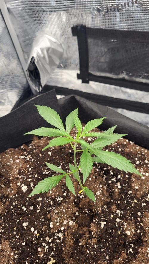 Gorilla Cookies Auto. Week 4