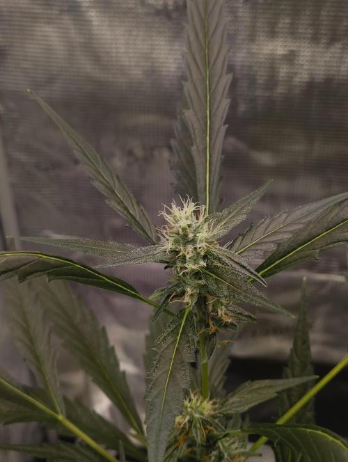 My first grow - Gorilla Cookies Auto.. Week 9 - 1/8