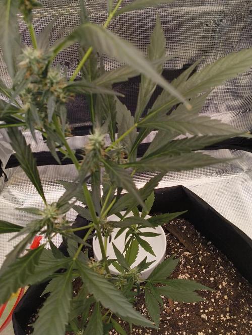 My first grow - Gorilla Cookies Auto.. Week 9 - slight leaf burn on the tips
1/8