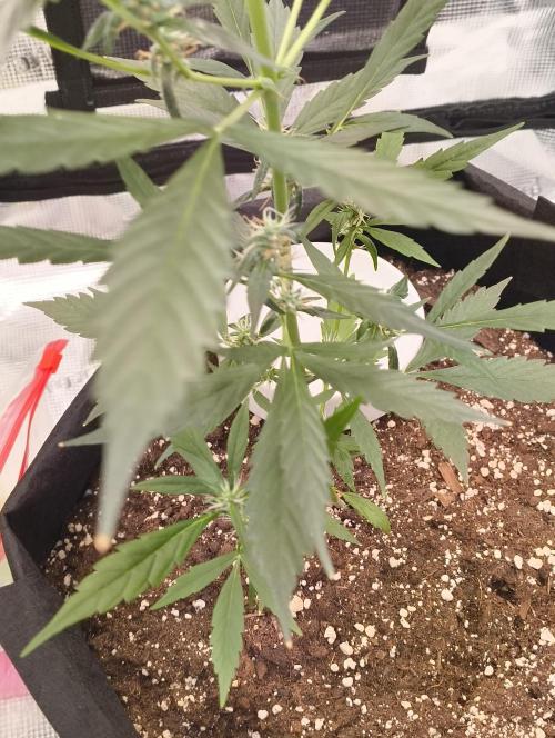 My first grow - Gorilla Cookies Auto.. Week 9 - slight leaf burn on the tips
1/8