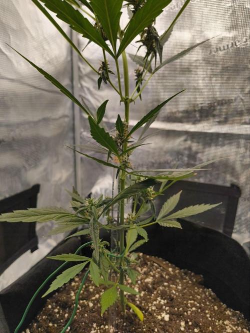 My first grow - Gorilla Cookies Auto.. Week 10