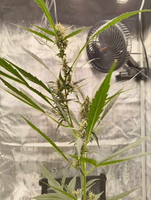 My first grow - Gorilla Cookies Auto.. Week 10