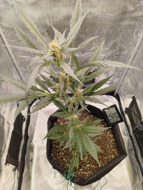 My first grow - Gorilla Cookies Auto.. Week 10