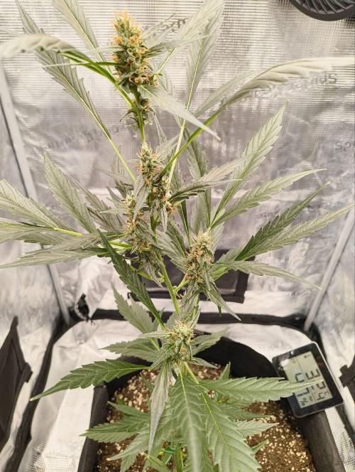 My first grow - Gorilla Cookies Auto.. Week 10