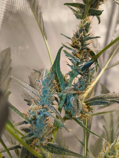 My first grow - Gorilla Cookies Auto.. Week 11 - i shine on it with the AC Infinity jewelers loupe, hence that blue color