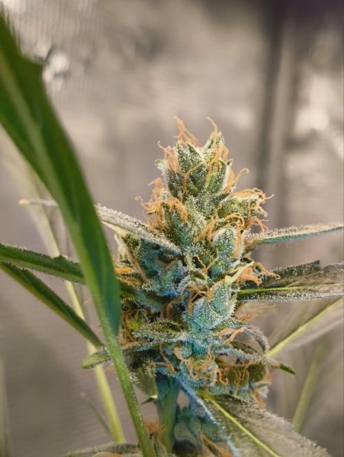 My first grow - Gorilla Cookies Auto.. Week 11 - i shine on it with the AC Infinity jewelers loupe, hence that blue color