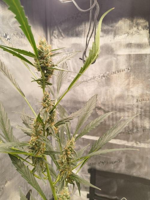 My first grow - Gorilla Cookies Auto.. Week 11 - that leaf suddenly curved up.. i guess from heat stress?