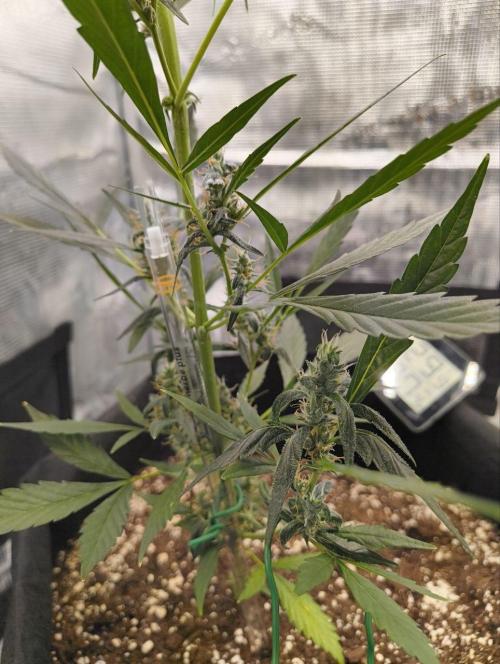 My first grow - Gorilla Cookies Auto.. Week 11