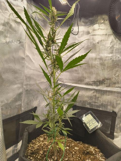 My first grow - Gorilla Cookies Auto.. Week 11