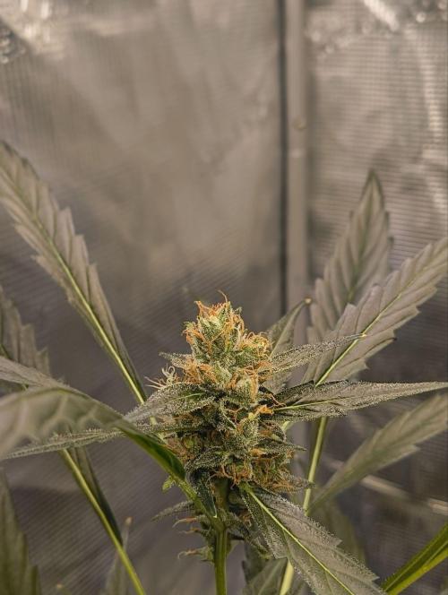 My first grow - Gorilla Cookies Auto.. Week 11
