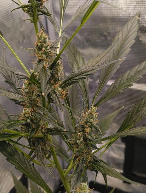 My first grow - Gorilla Cookies Auto.. Week 11