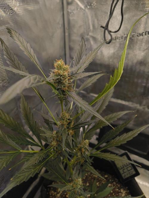 My first grow - Gorilla Cookies Auto.. Week 11