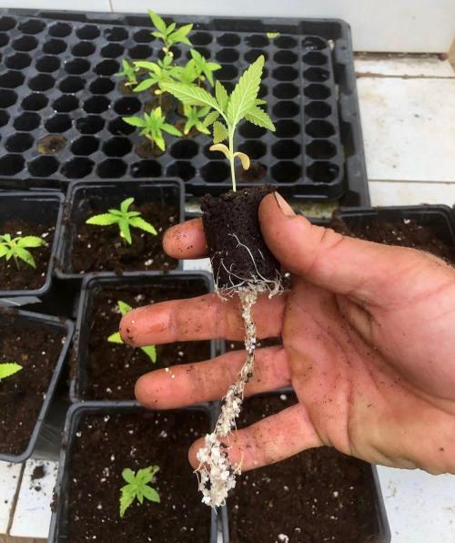 Exterior. Week 0 - En roots pots y perlita para mantener humedad 