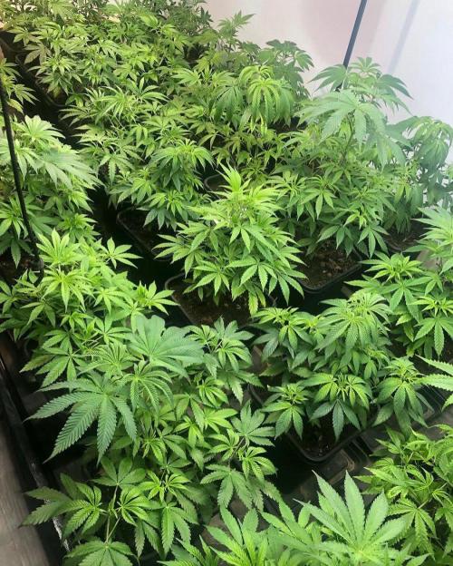 Cultivos viejos. Week 0 - Tropicana 