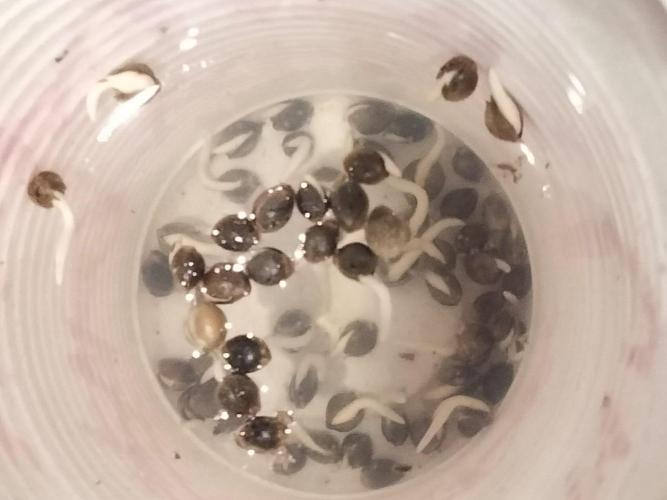 toad skin & Nectar. Week 0 - germinación en vaso de agua y a las 18h ya habían salido todas