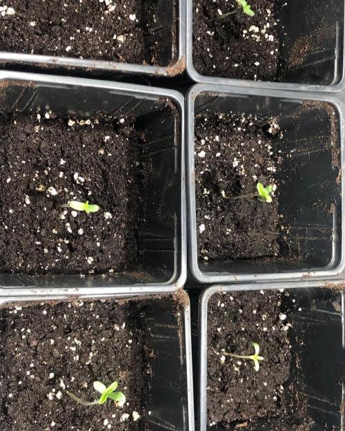 toad skin & Nectar. Week 0 - 100% de germinado 