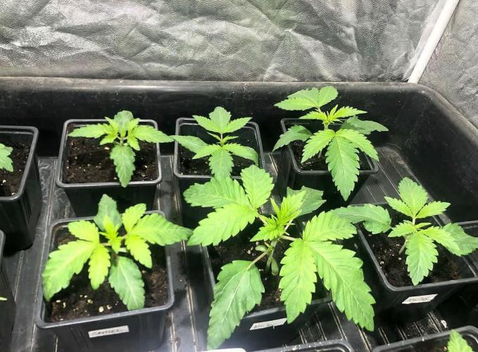 toad skin & Nectar. Week 3