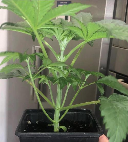 toad skin & Nectar. Week 4
