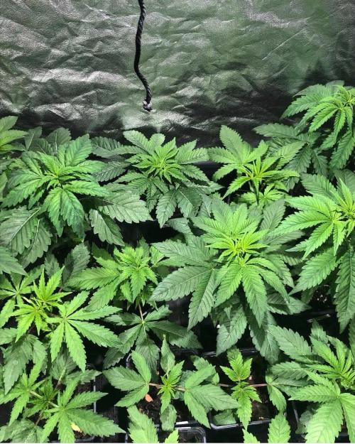 toad skin & Nectar. Week 5