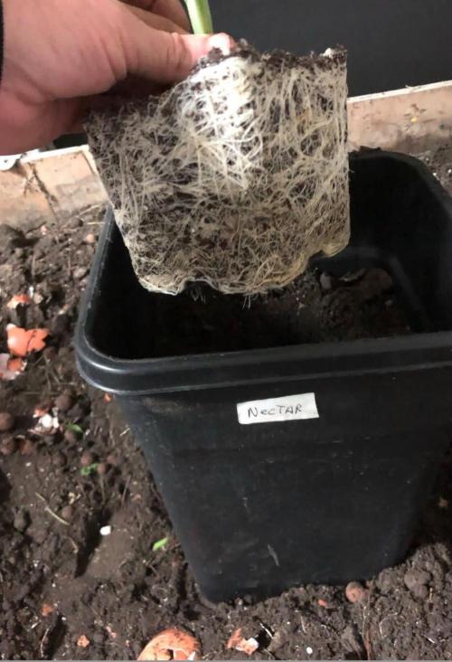 toad skin & Nectar. Week 5