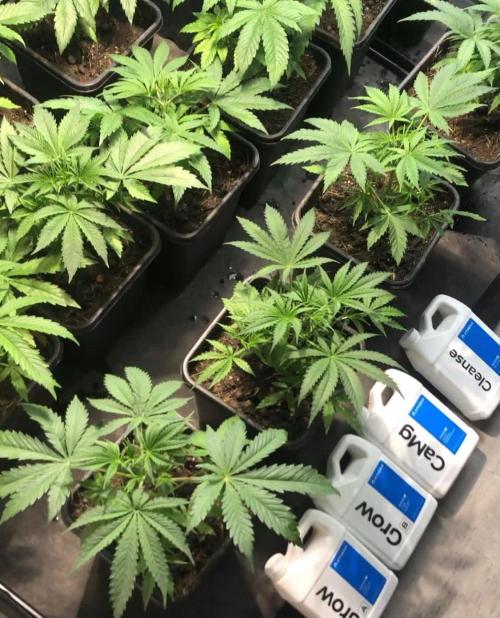 toad skin & Nectar. Week 5