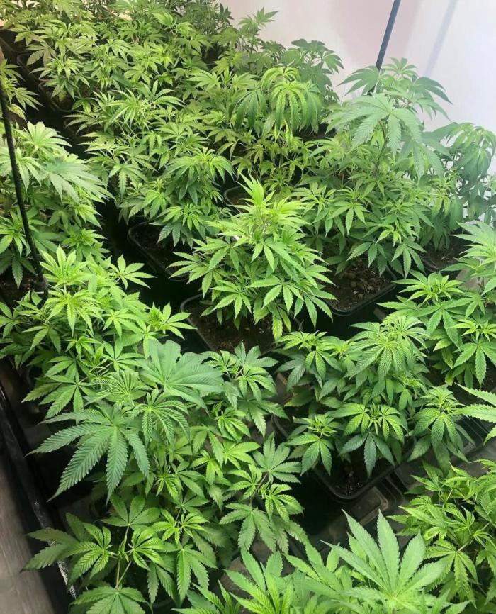 toad skin & Nectar. Week 7