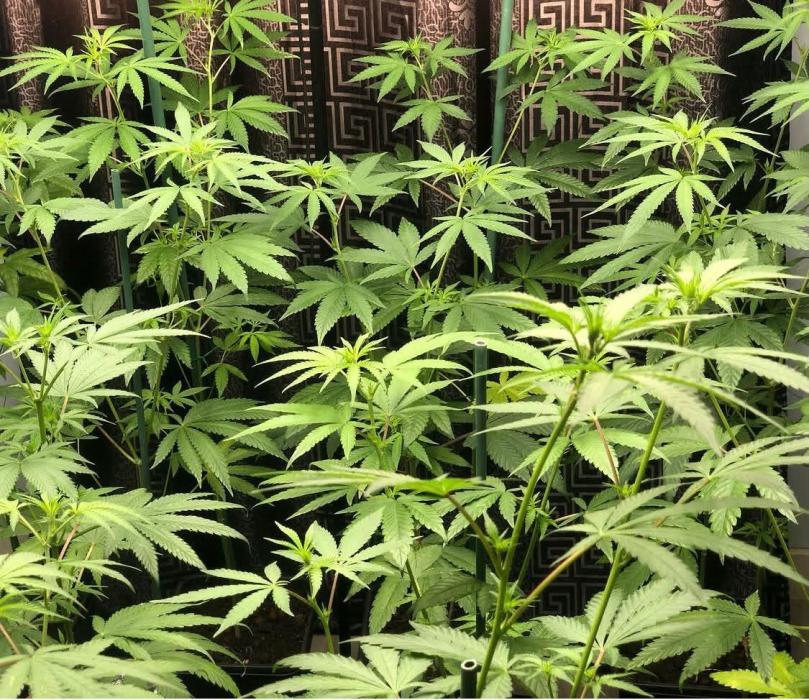 toad skin & Nectar. Week 9