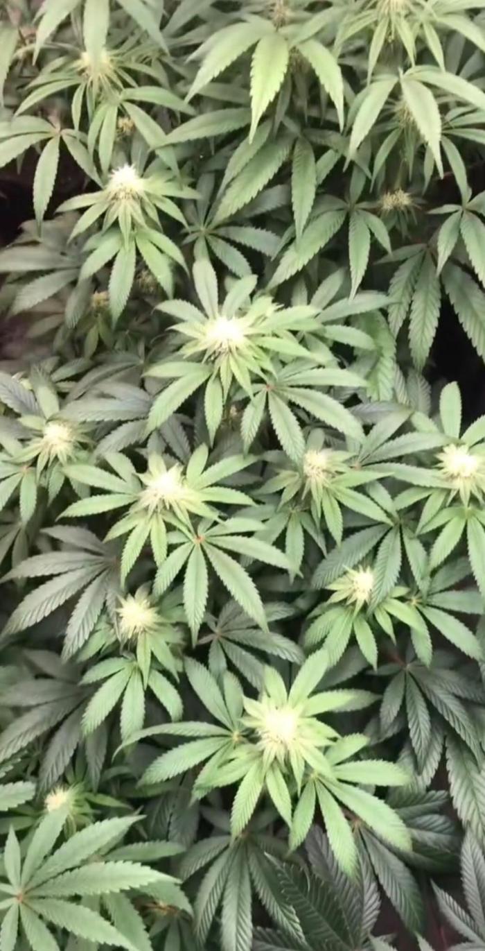 toad skin & Nectar. Week 10