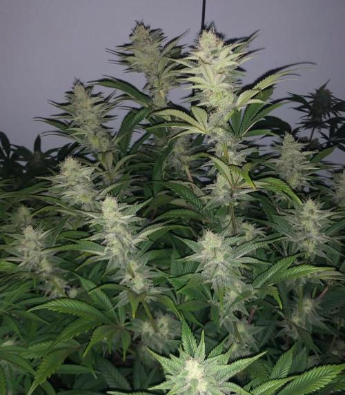 toad skin & Nectar. Week 11