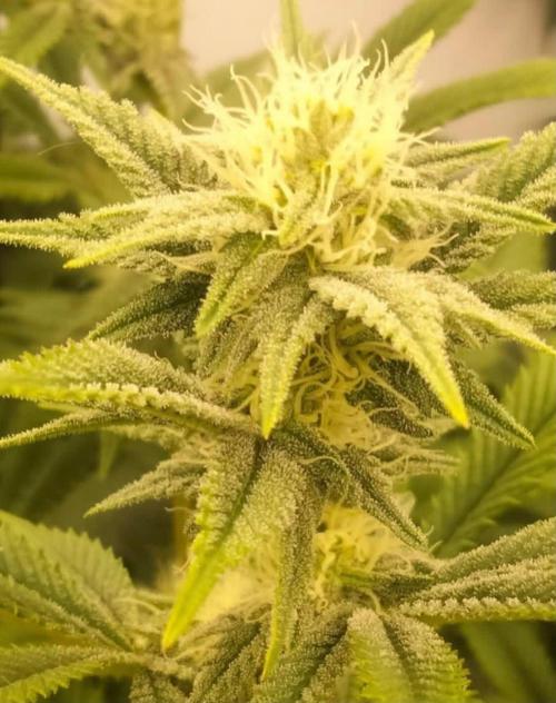 toad skin & Nectar. Week 11