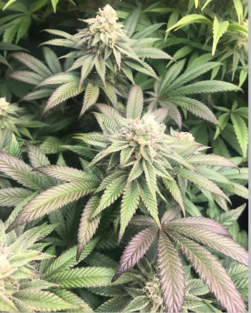 toad skin & Nectar. Week 12