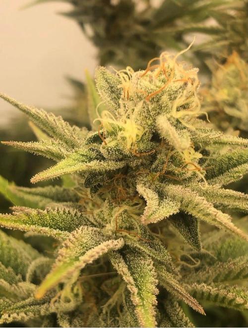 toad skin & Nectar. Week 12