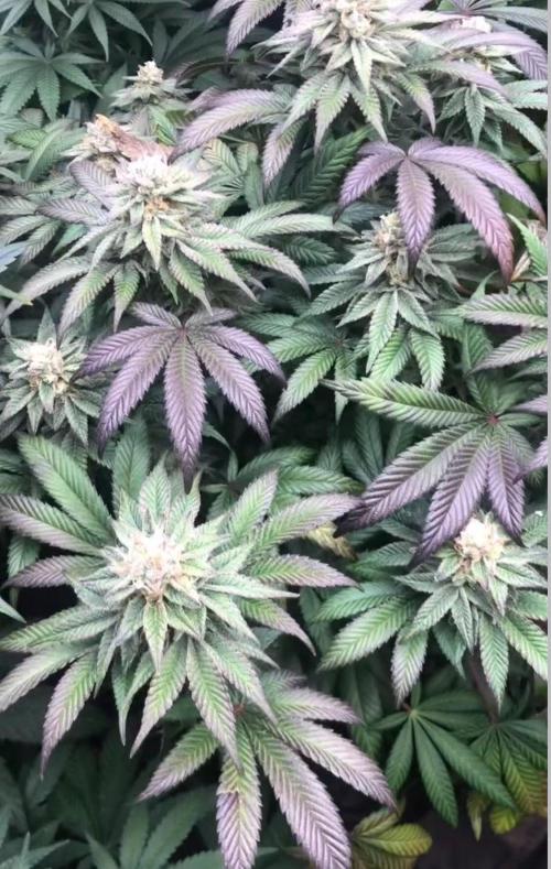 toad skin & Nectar. Week 13