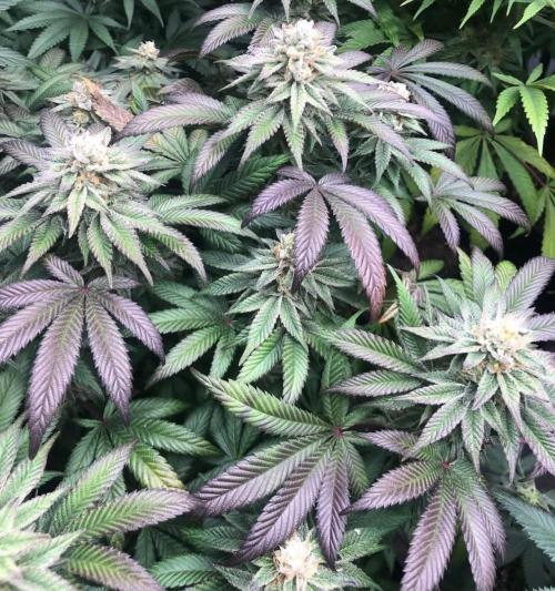 toad skin & Nectar. Week 13