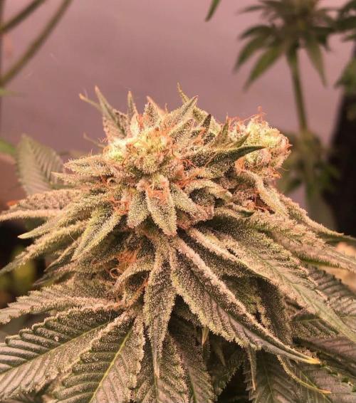 toad skin & Nectar. Week 13