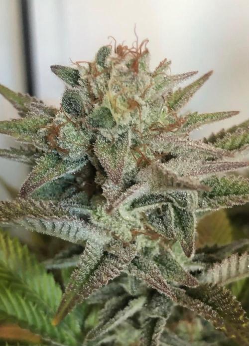 toad skin & Nectar. Week 14