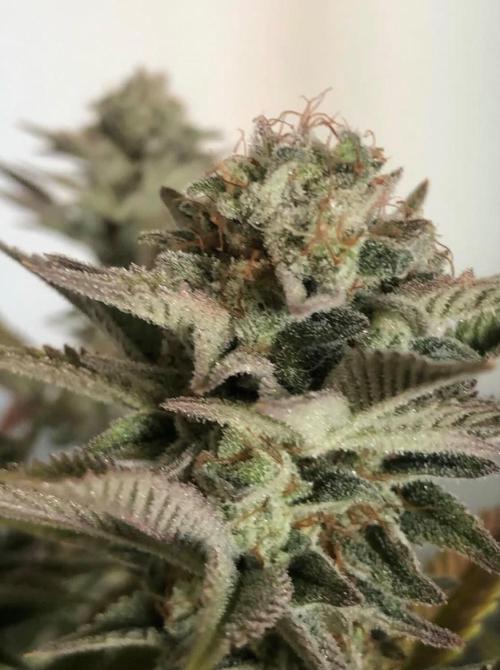 toad skin & Nectar. Week 14